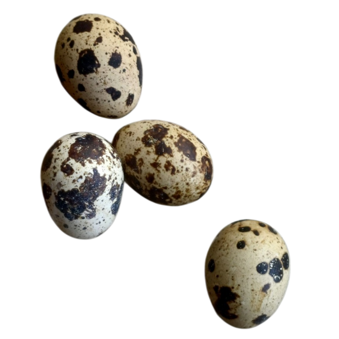 Coturnix Quail Fresh Eggs Food Topper