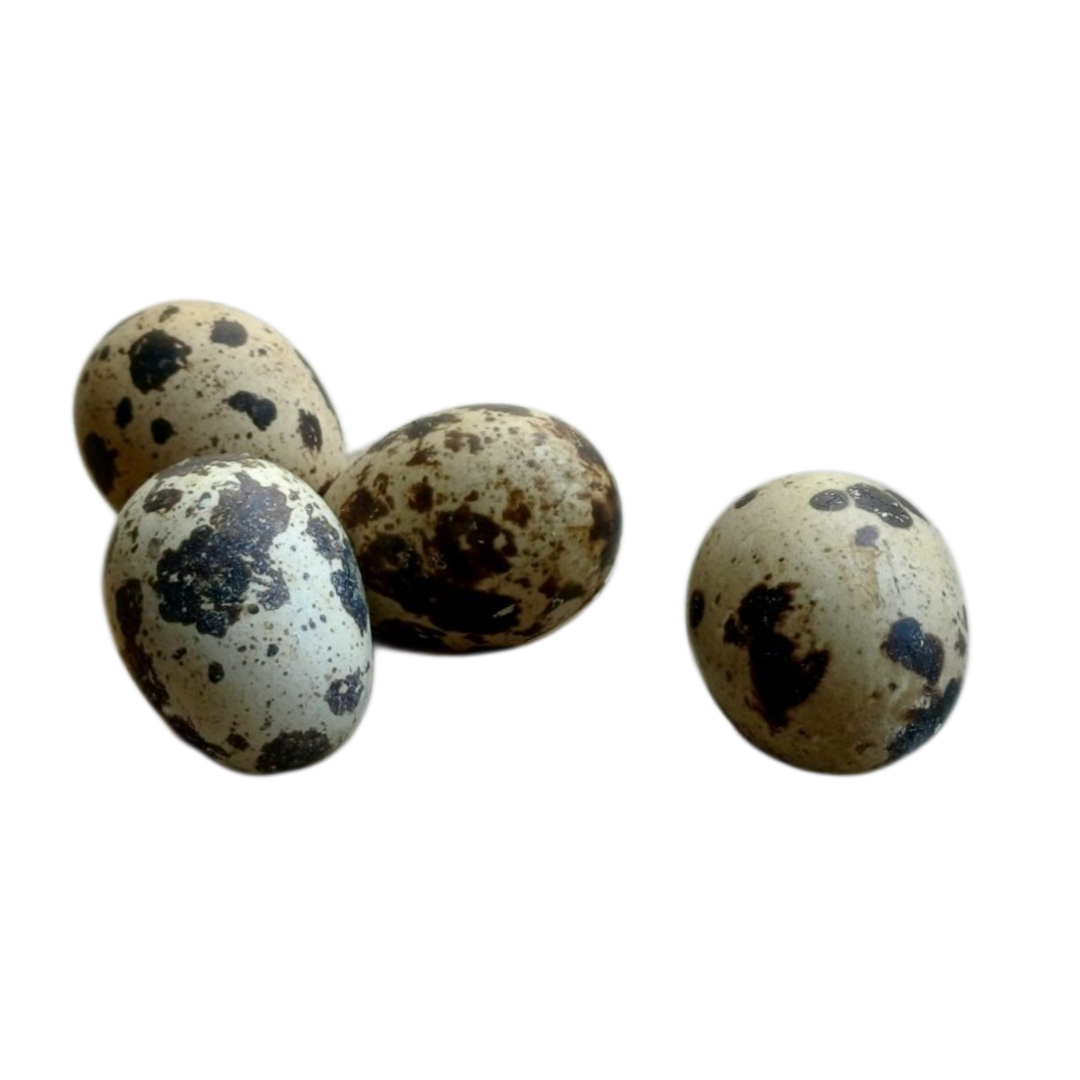 Coturnix Quail Fresh Eggs Food Topper