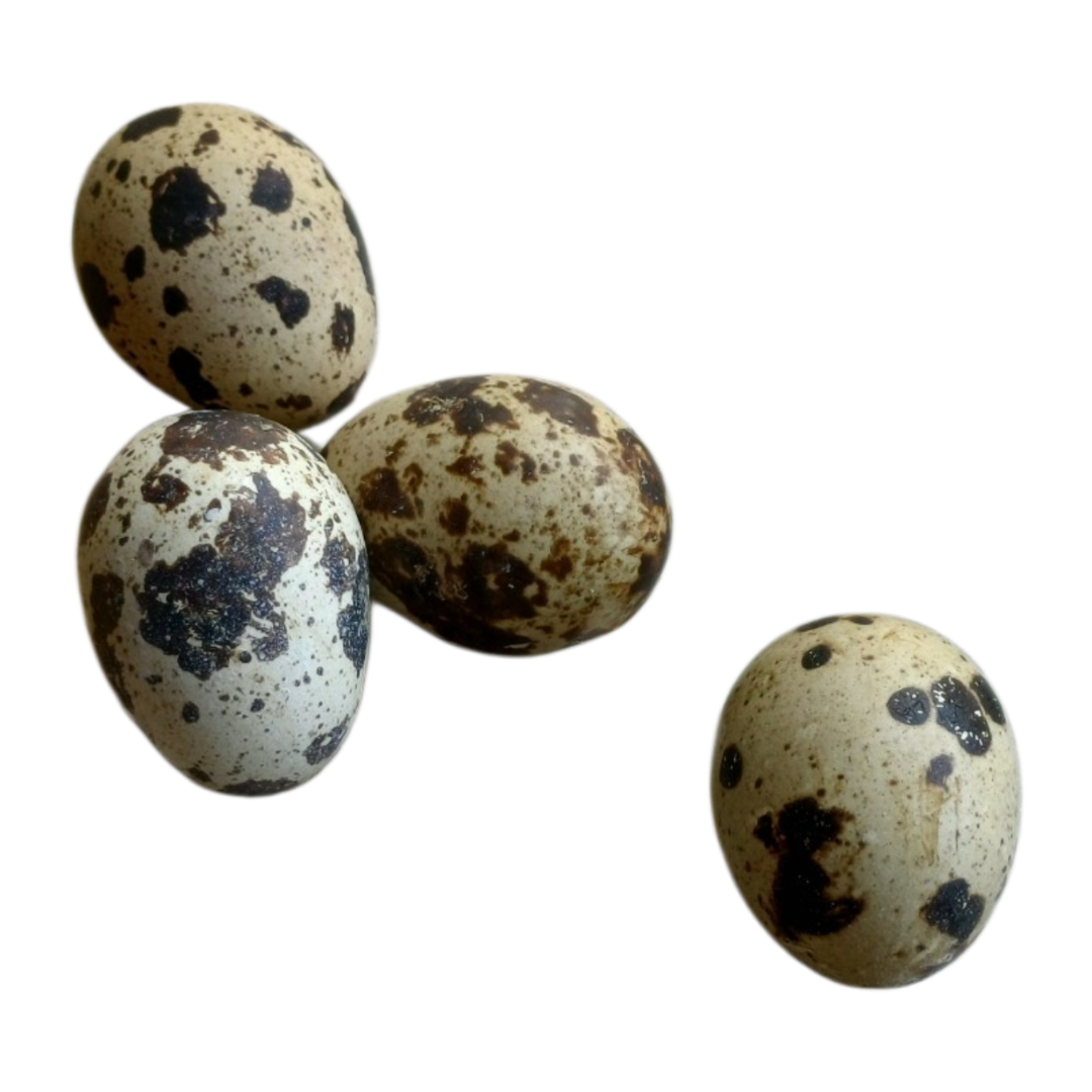 Coturnix Quail Fresh Eggs Food Topper